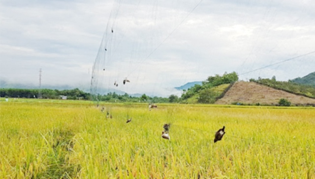 Tăng cường triển khai các giải pháp ngăn chặn  tình  trạng săn bắt  trái  phép; quản  lý  nuôi  chim  yến  và  đẩy  mạnh xuất khẩu các sản phẩm tổ yến.